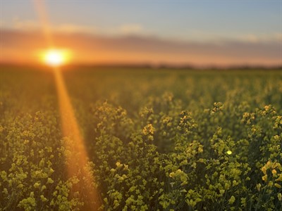 Amanda_Cottrell-Gale_-_Canola_sunshine.jpg