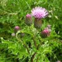 Canada Thistle