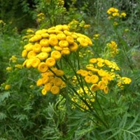 Common Tansy