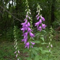 Creeping Bellflower