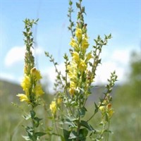 Dalmation Toadflax