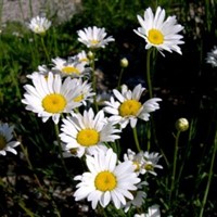 Oxeye Daisy