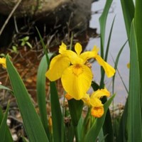 Pale Yellow Iris