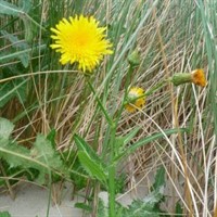 Perennial Sowthistle