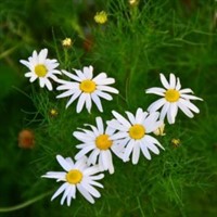 Scentless Chamomile