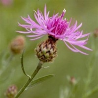 Spotted Knapweed