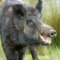 Wild-Boar.jpg