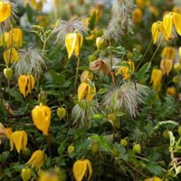 Yellow Clematis