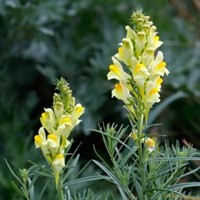 Yellow Toadflax