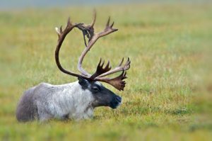 Caribou Facts